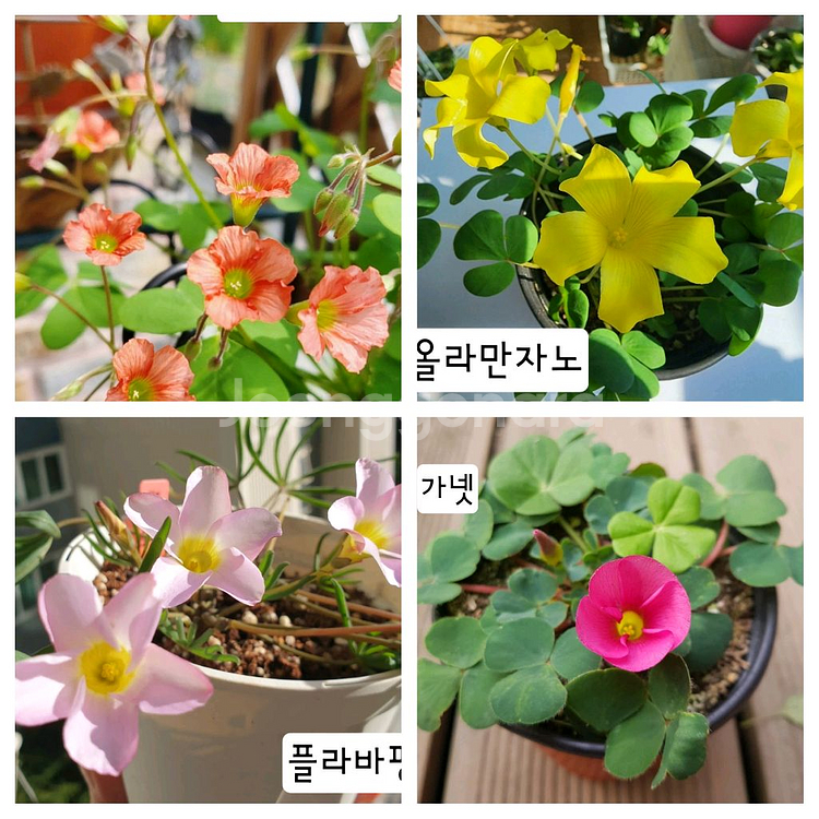 옵투사 사랑초 구근--7