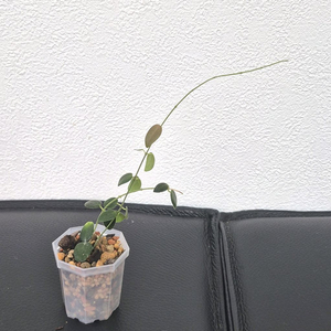 호야 풀리아나