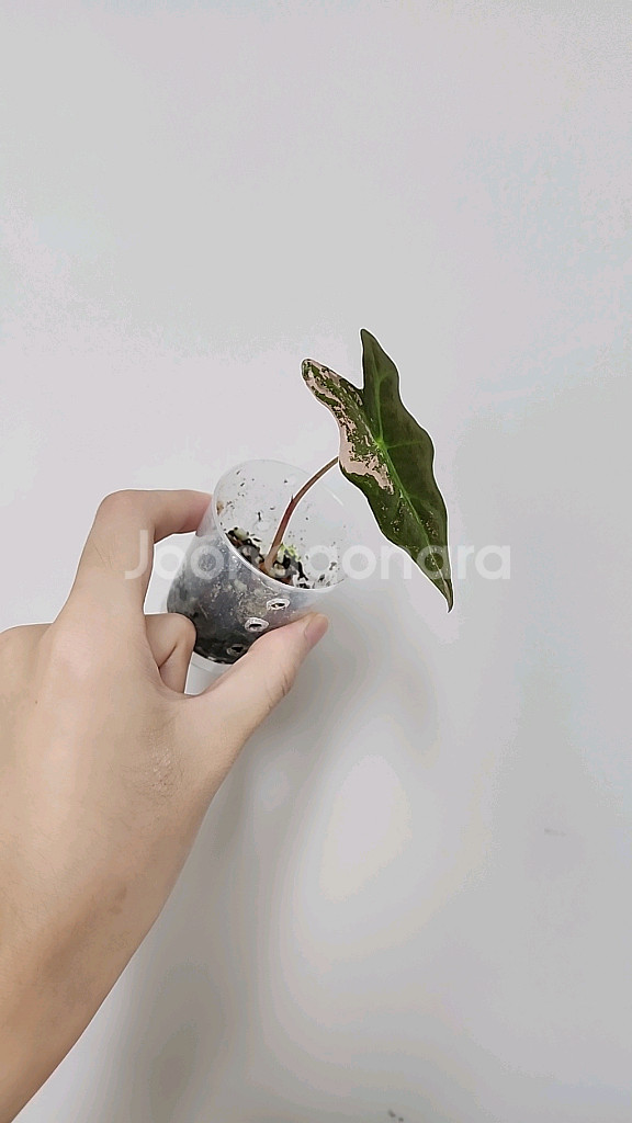 알로카시아 노빌리스 핑크 바리에가타--1