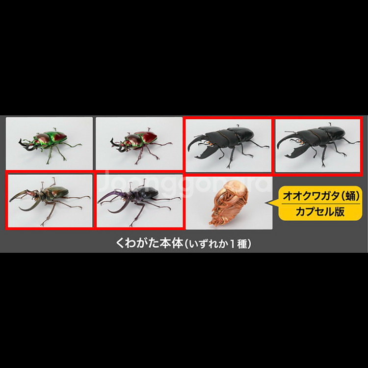반다이 생물대도감 사슴벌레 10 3,4,5,6번 캡슐판--0