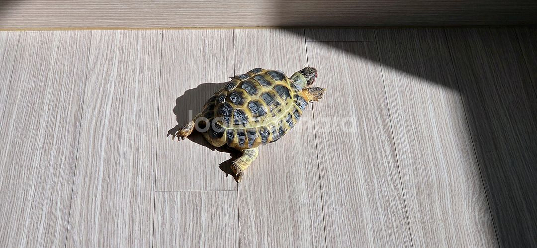호스필드 육지거북 분양--1
