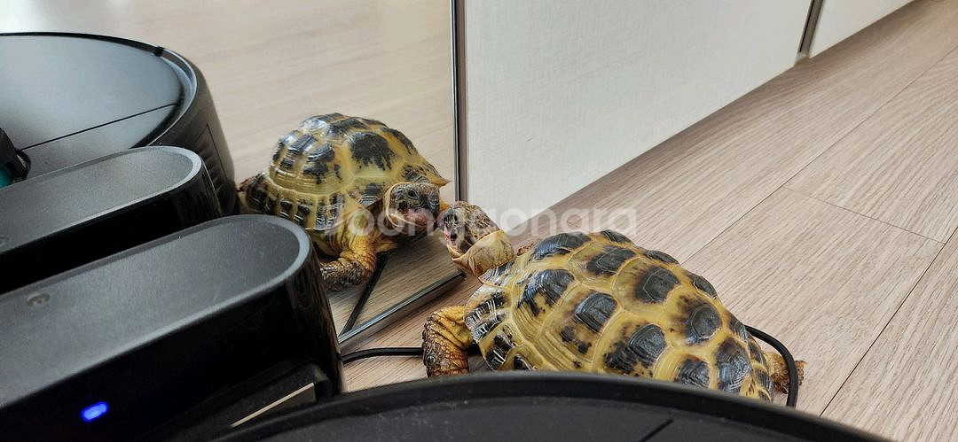 호스필드 육지거북 분양--3