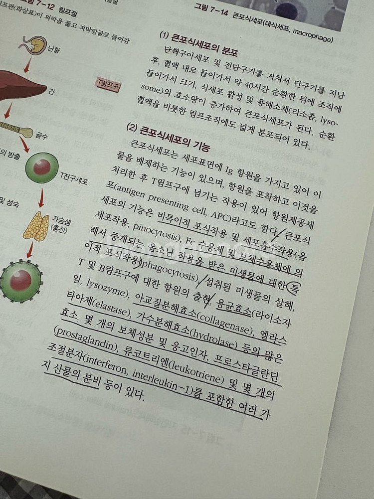 현문사 병리학--1