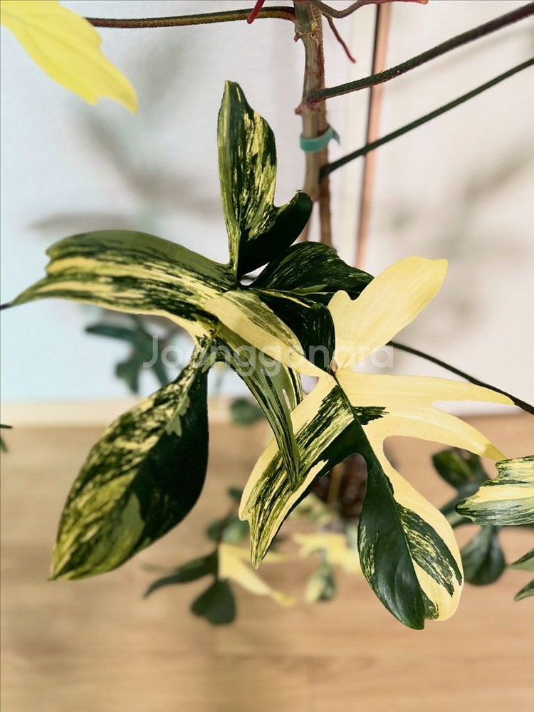 플로리다뷰티 바리에가타--1