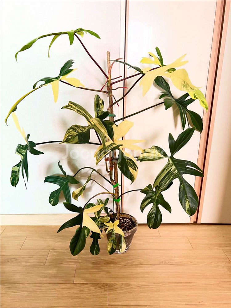 플로리다뷰티 바리에가타--0