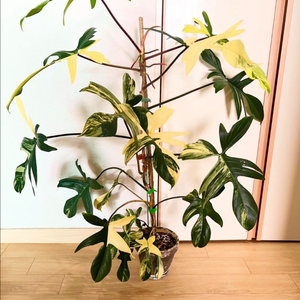 플로리다뷰티 바리에가타