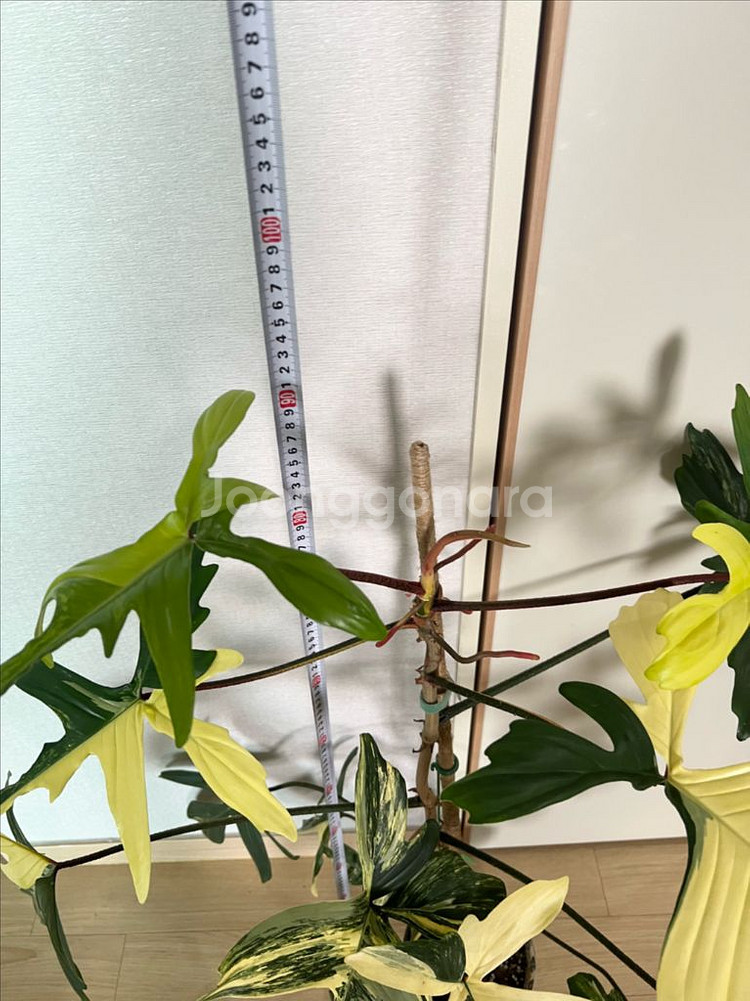 플로리다뷰티 바리에가타--2