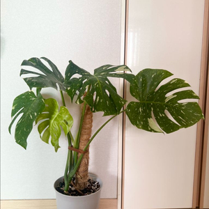 무늬몬스테라