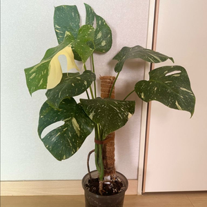 무늬몬스테라/무늬몬