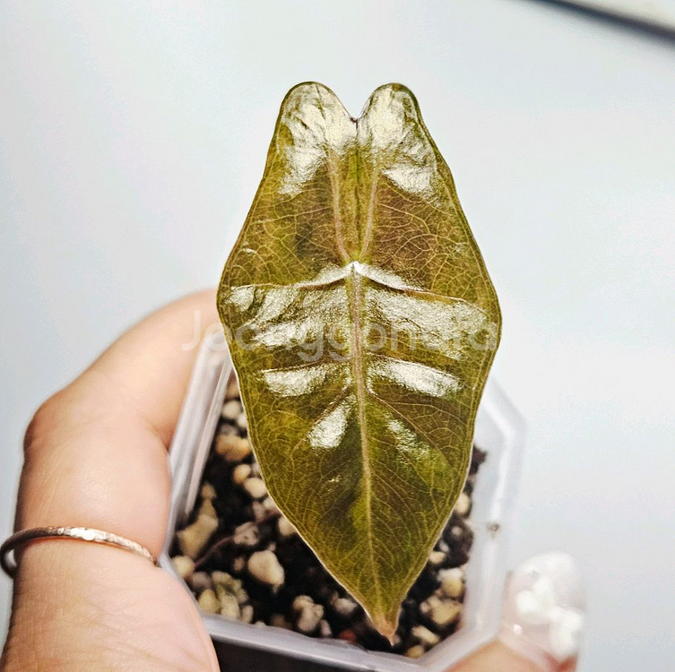 알로카시아 푸세이도 산데리아나 옐로우 바리에가타(안스x--0