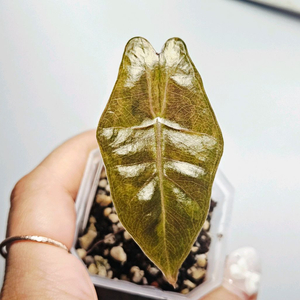 알로카시아 푸세이도 산데리아나 옐로우 바리에가타(안스x