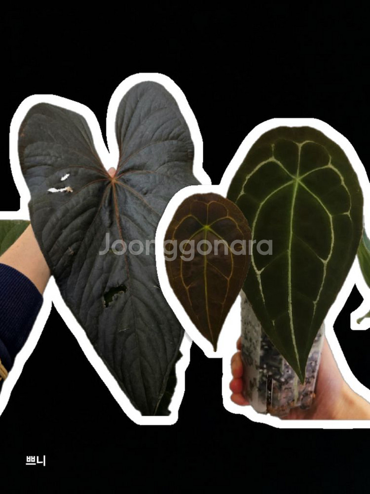 [특가]안스리움 포게티x무데아넘(랜덤)--0