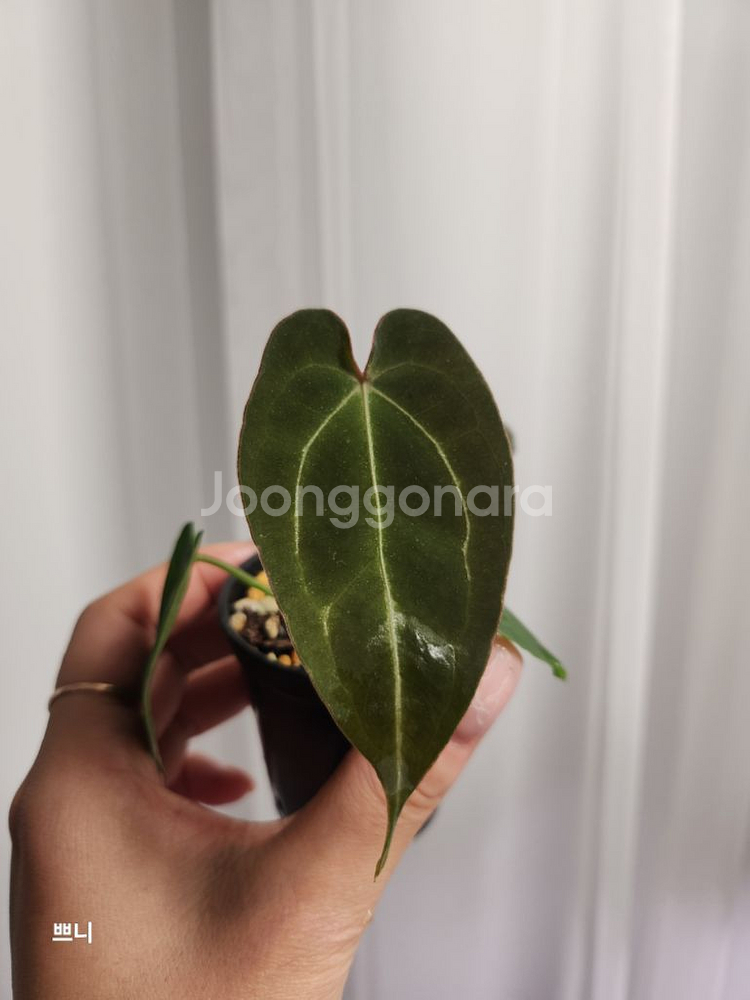 [특가]안스리움 포게티x무데아넘(랜덤)--1