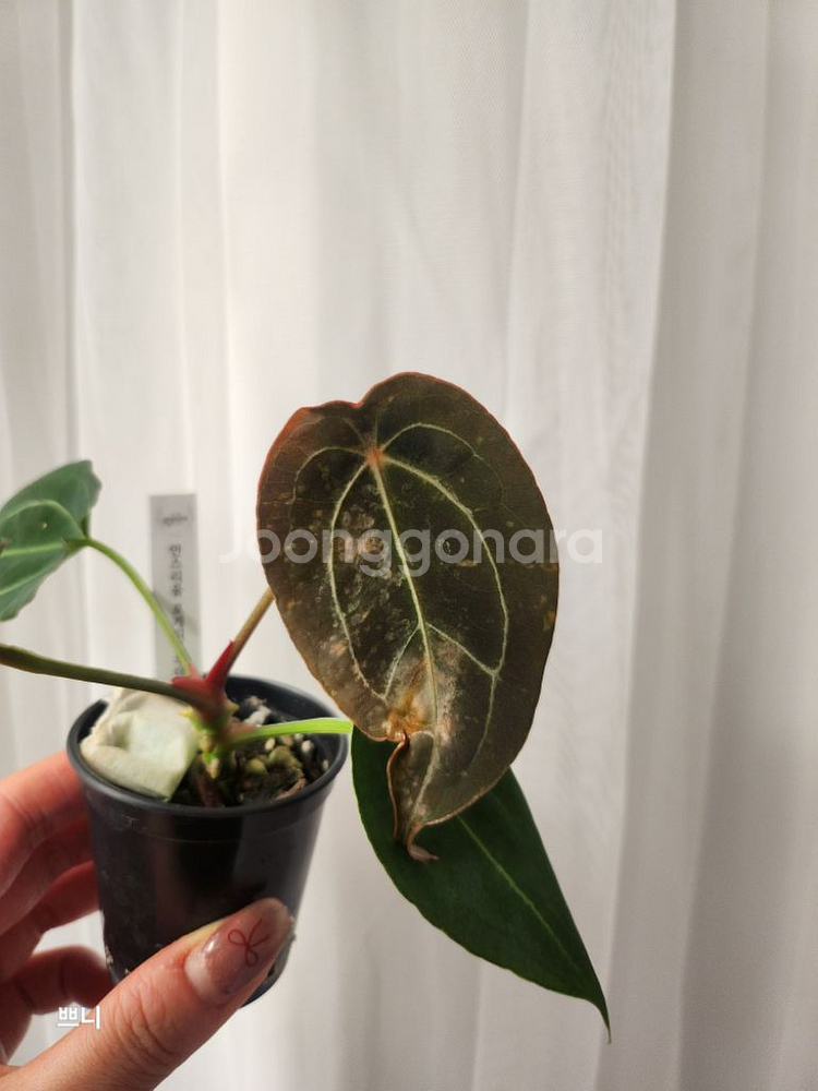 [특가]안스리움 포게티x무데아넘(랜덤)--2