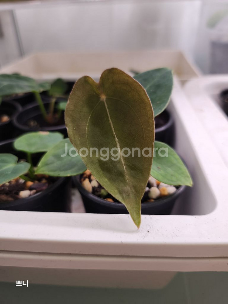 [특가]안스리움 포게티x무데아넘(랜덤)--3