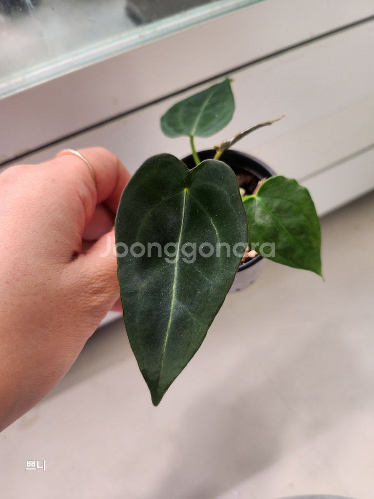 [특가]안스리움 포게티x무데아넘(랜덤)--4