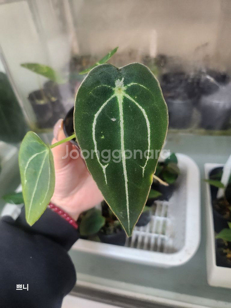 [특가]안스리움 포게티x무데아넘(랜덤)--5