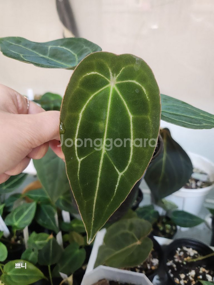 [특가]안스리움 포게티x무데아넘(랜덤)--6