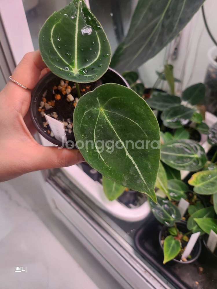 [특가]안스리움 포게티x무데아넘(랜덤)--7