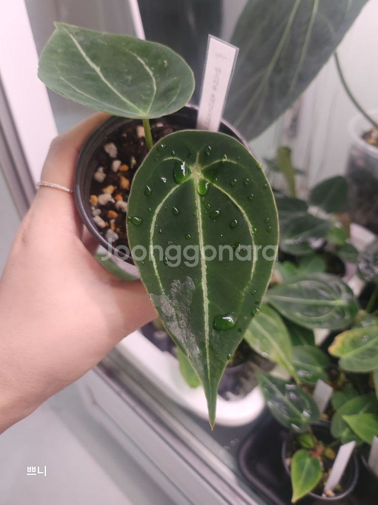 [특가]안스리움 포게티x무데아넘(랜덤)--8