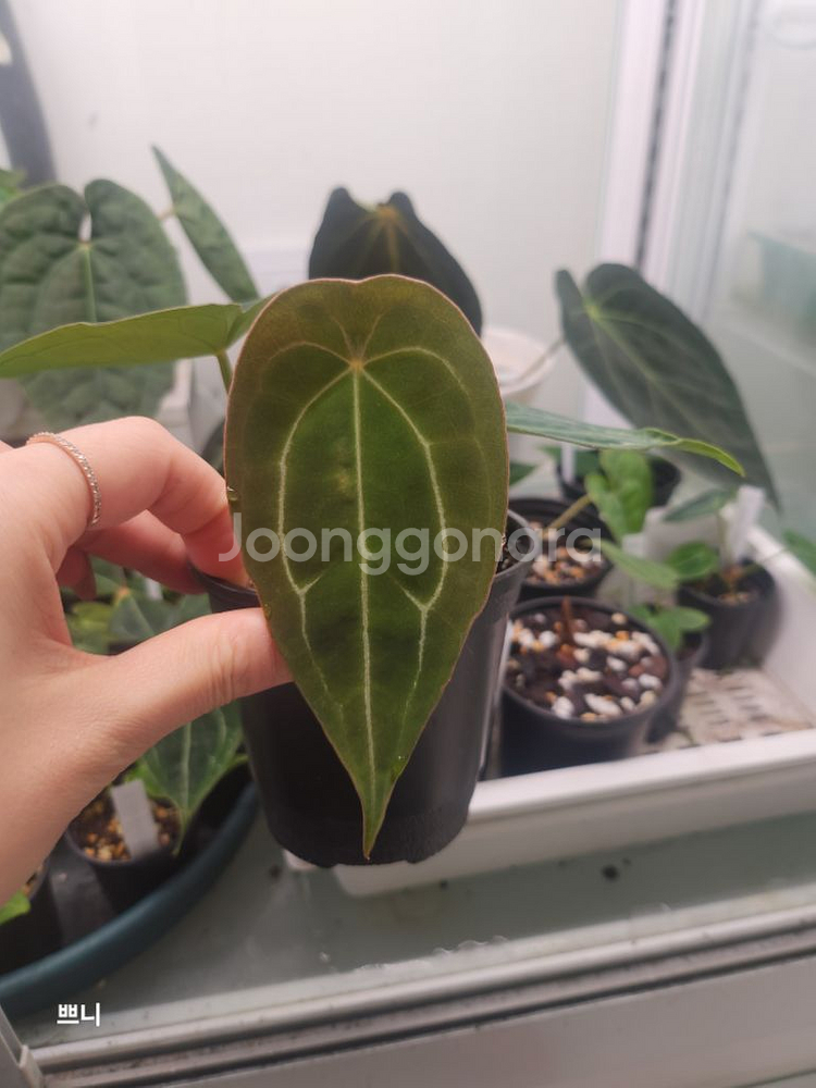 [특가]안스리움 포게티x무데아넘(랜덤)--9