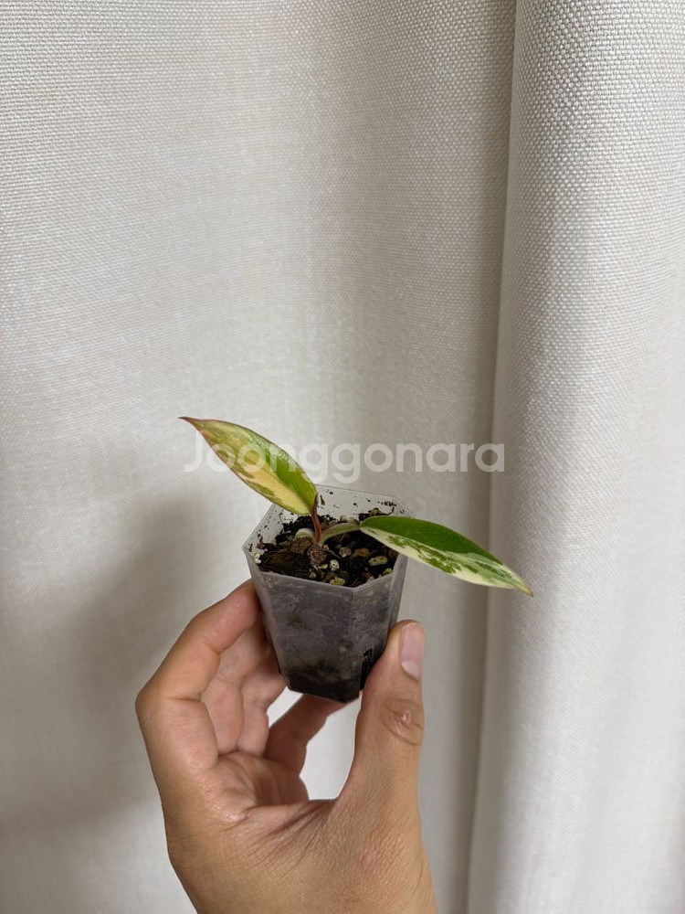 필로덴드론 카라멜마블--0