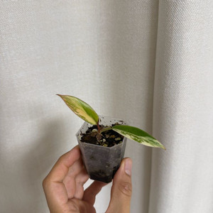 필로덴드론 카라멜마블