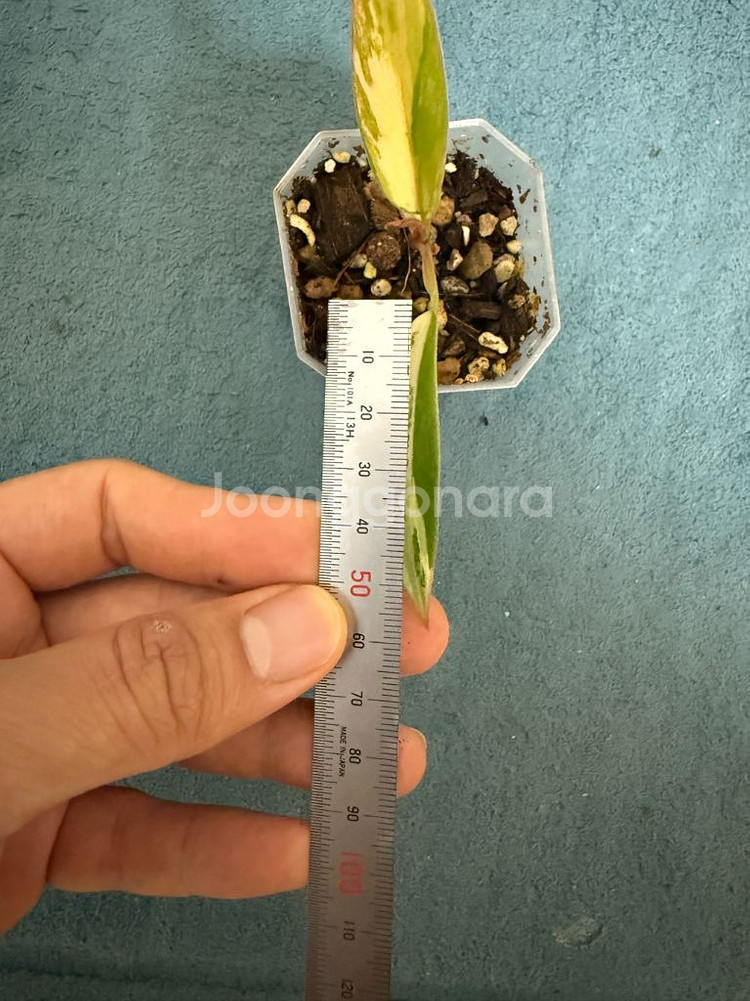 필로덴드론 카라멜마블--2