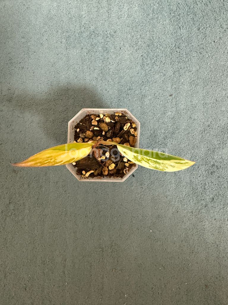 필로덴드론 카라멜마블--1