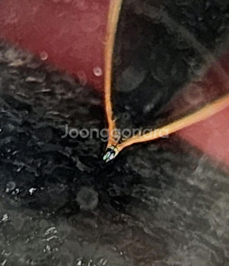 빈티지 단종 만년필 2자루 찰스톤 파이롯트--2