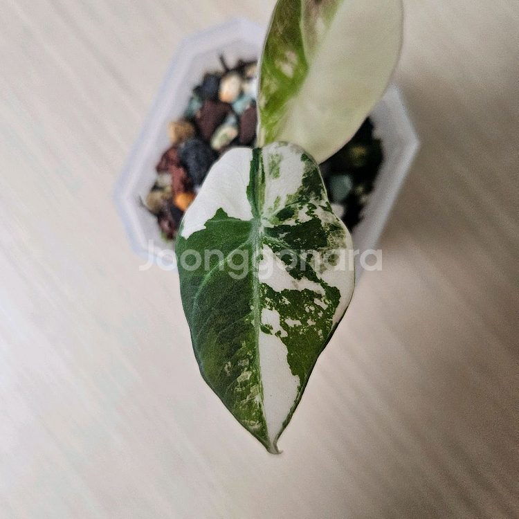 알로카시아 블랙벨벳 화이트핑크 바리에가타--1