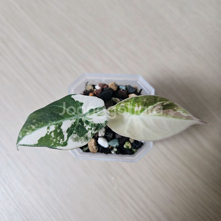 알로카시아 블랙벨벳 화이트핑크 바리에가타--0