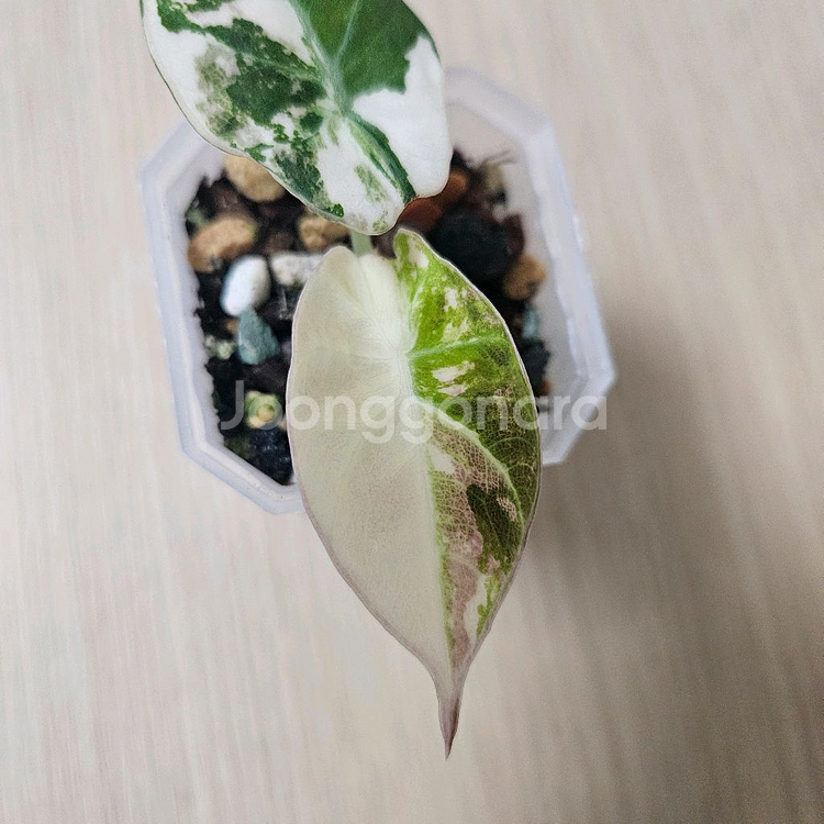 알로카시아 블랙벨벳 화이트핑크 바리에가타--2