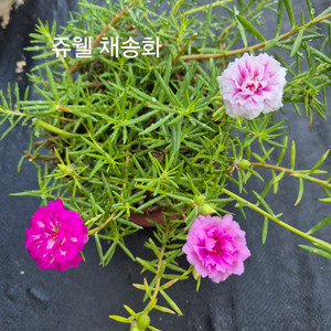 쥬웰 채송화