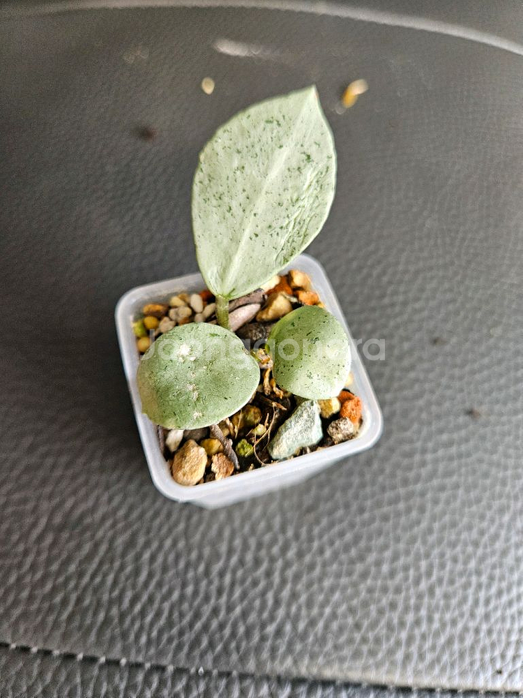 호야 라쿠노사 민트코인--0