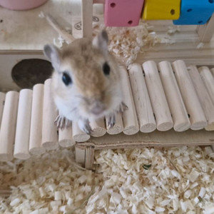 햄스터 대형케이지 팝니다(아크릴)