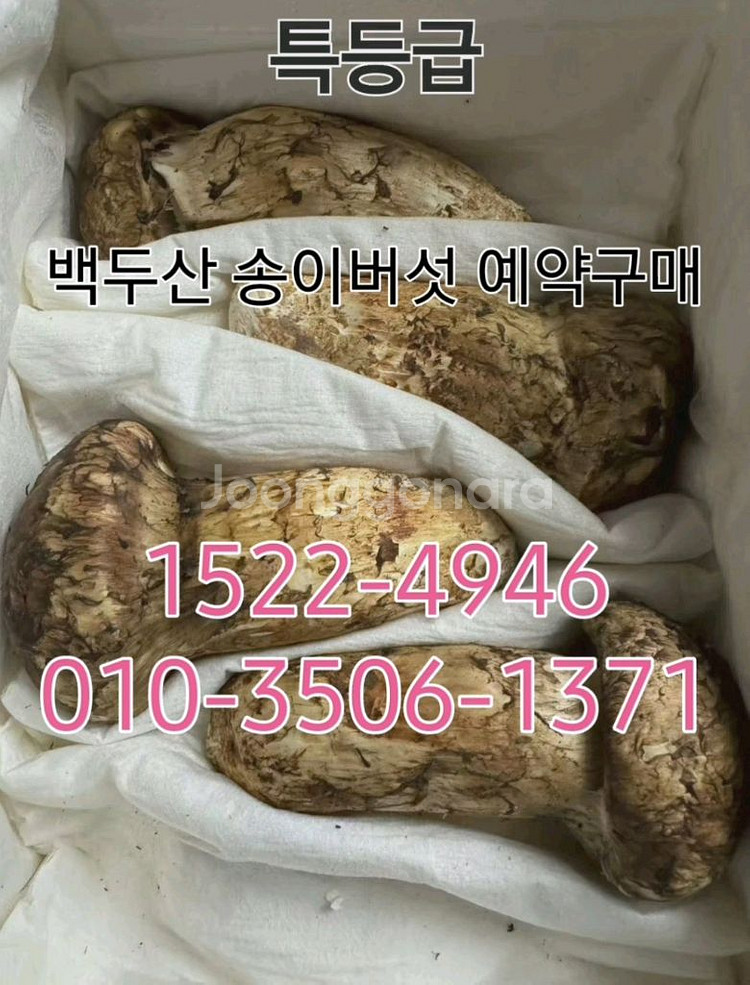 백두산 자연산 생 송이버섯 특등급 1kg--0