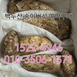 백두산 자연산 생 송이버섯 특등급 1kg
