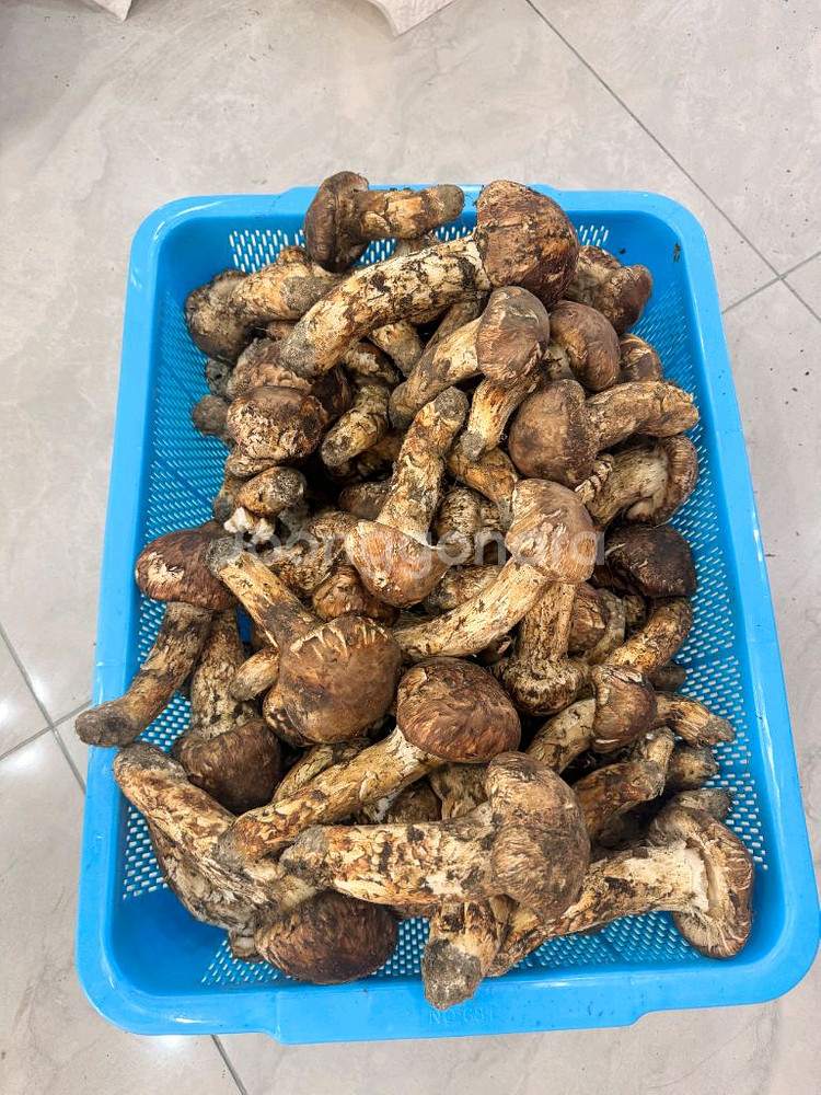 백두산 자연산 생 송이버섯 특등급 1kg--4