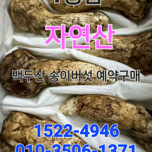 백두산 자연산 생 송이버섯 1등급 1kg