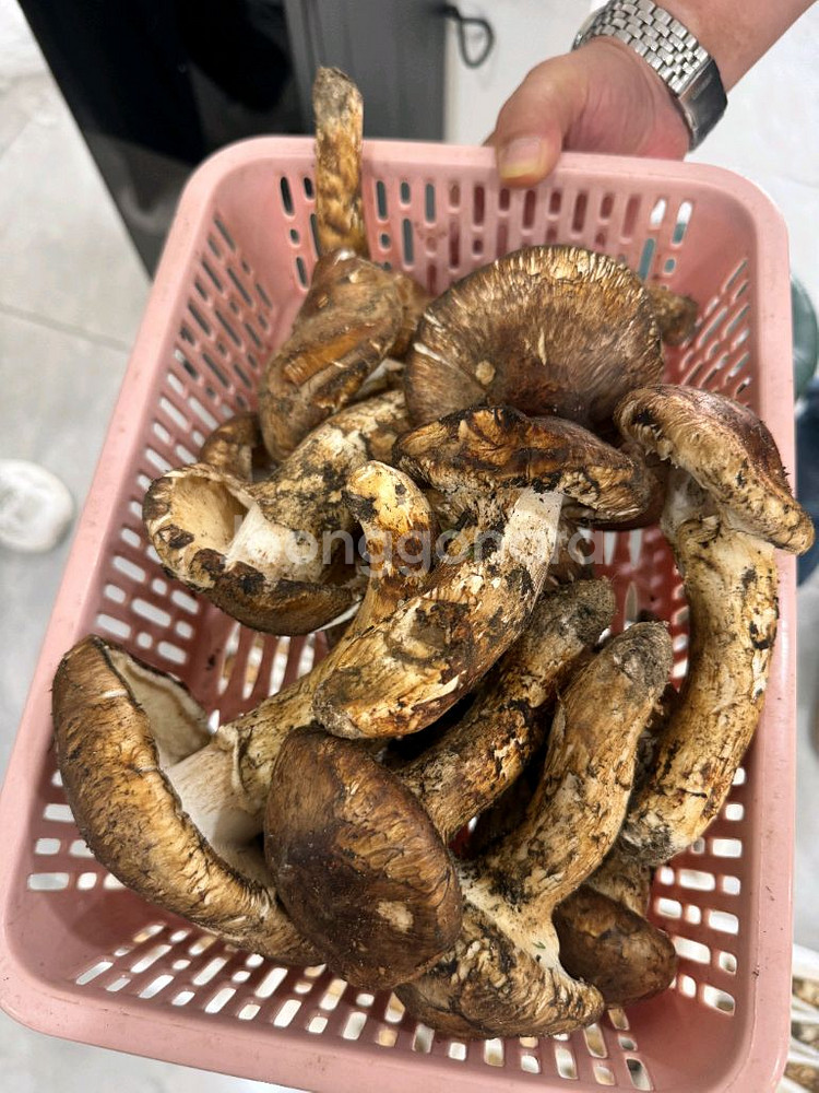 백두산 자연산 생 송이버섯 1등급 1kg--5