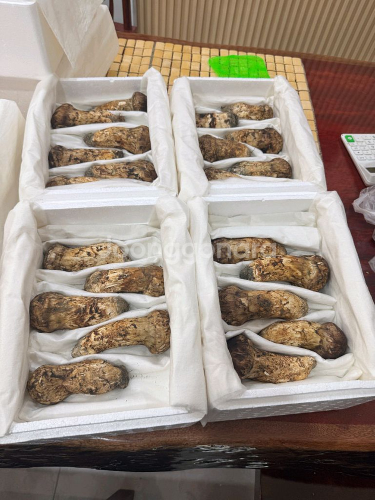 백두산 자연산 생 송이버섯 1등급 1kg--6