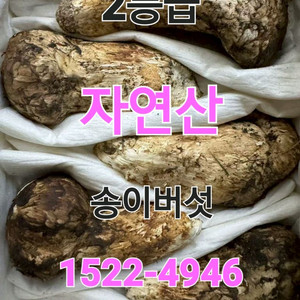 백두산 자연산 생 송이버섯 2등급 1kg