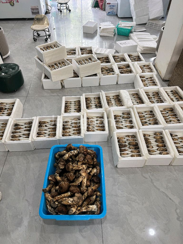 백두산 자연산 생 송이버섯 2등급 1kg--3