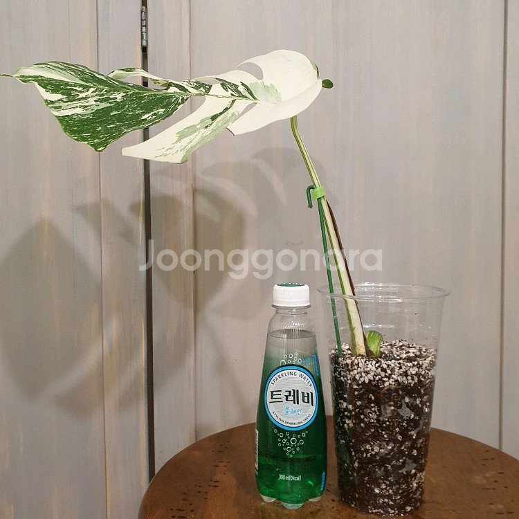 택포))몬스테라 보르시지아나 알보 바리에가타#잎26cm--1