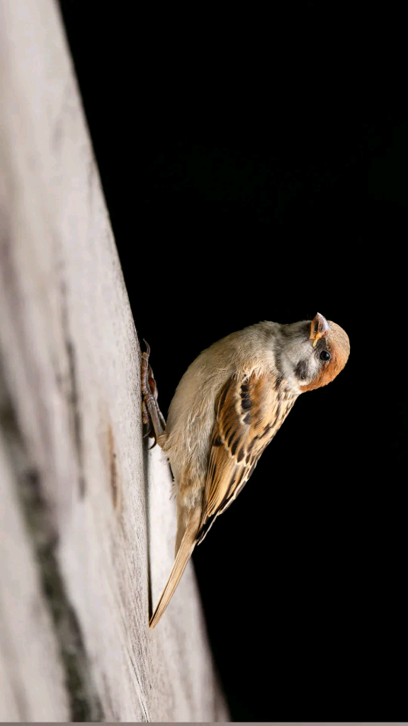 캐논 RF 100-500 F4.5-7.1 L isusm--6