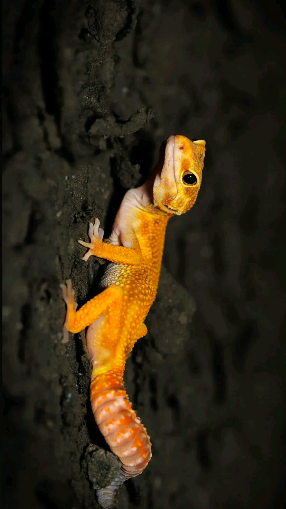 캐논 RF 100-500 F4.5-7.1 L isusm--5