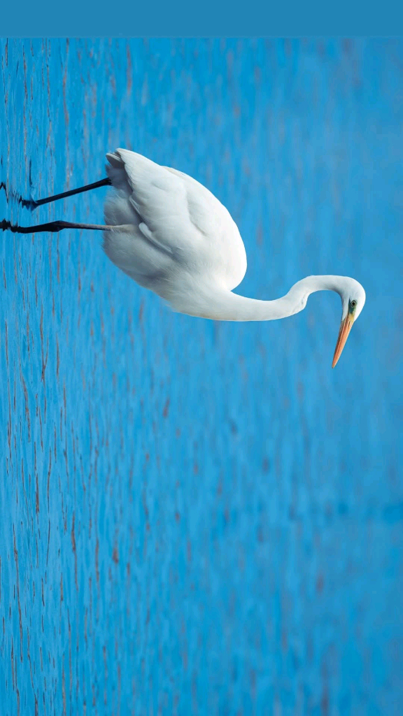 캐논 RF 100-500 F4.5-7.1 L isusm--9