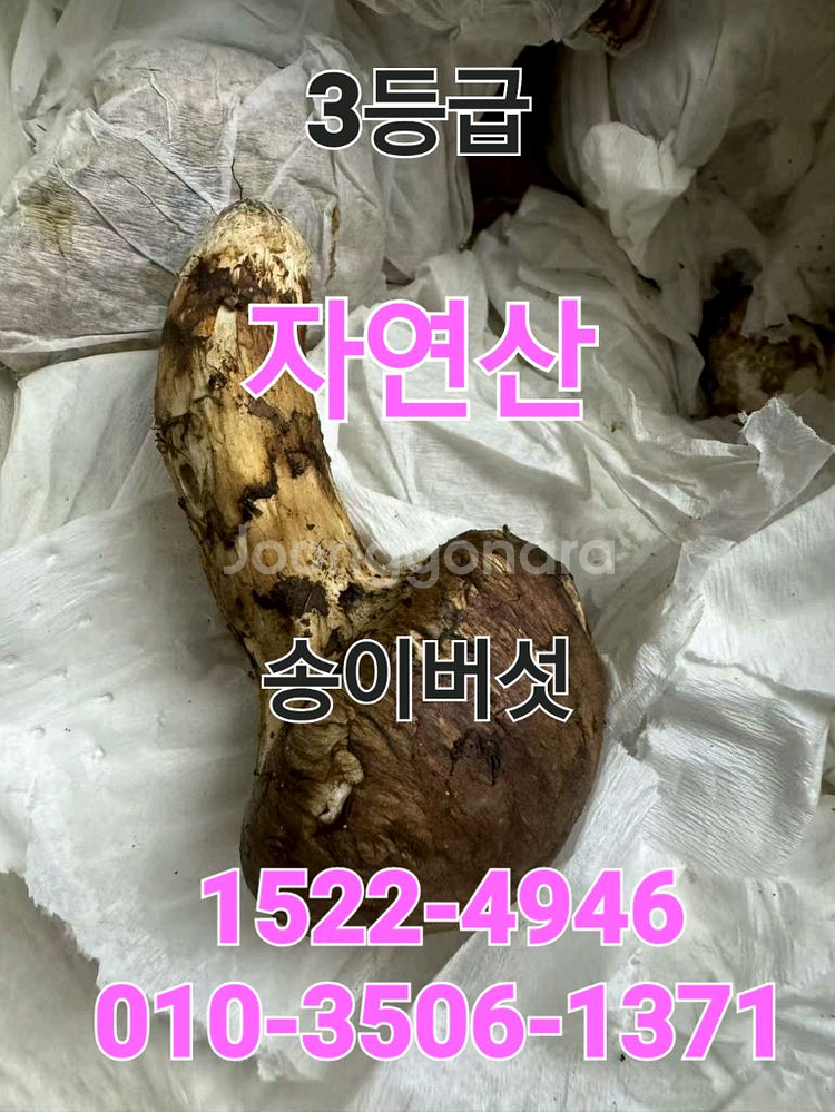 백두산 자연산 생 송이버섯 3등급 1kg--0