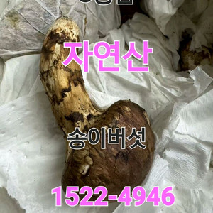 백두산 자연산 생 송이버섯 3등급 1kg